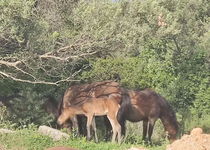 Apartamento Olea Residence, Luxury Sea View With Private *